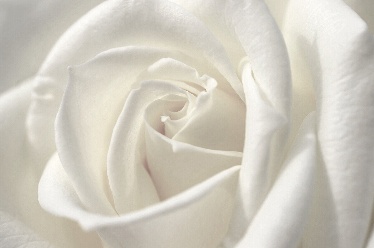 White single rose flower Canvas Wall Art Picture Print - All Sizes