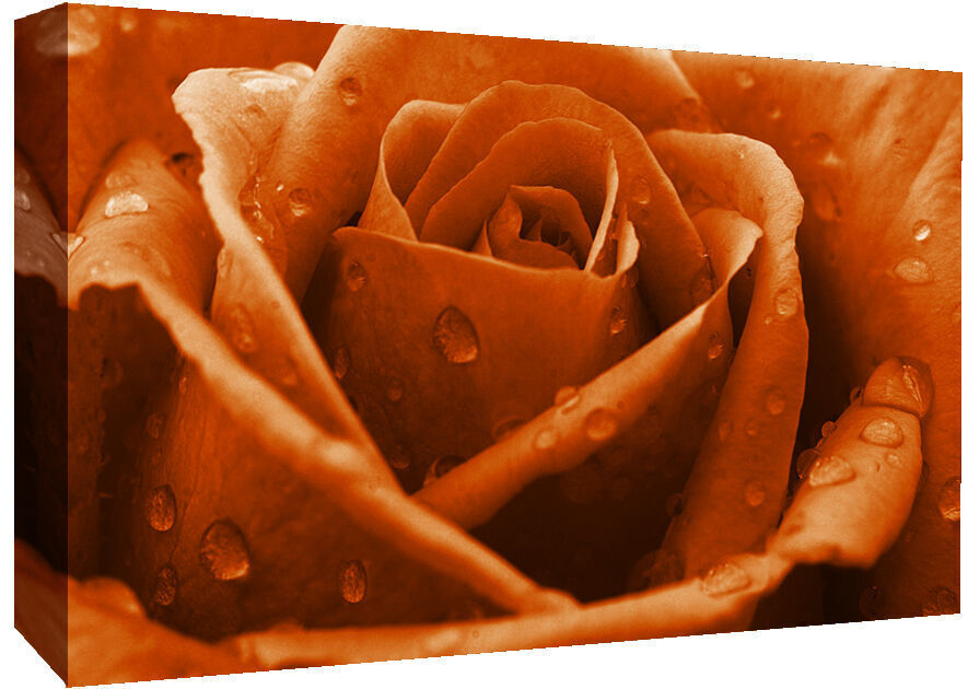 Orange Rose Flower with Raindrops Canvas Wall Art Print 100% cotton A1, A2, A0 +