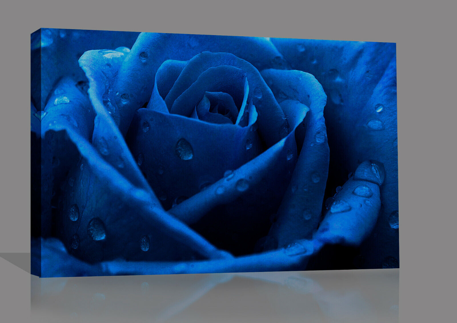 Dark Blue Rose with raindrops canvas wall art print picture artwork