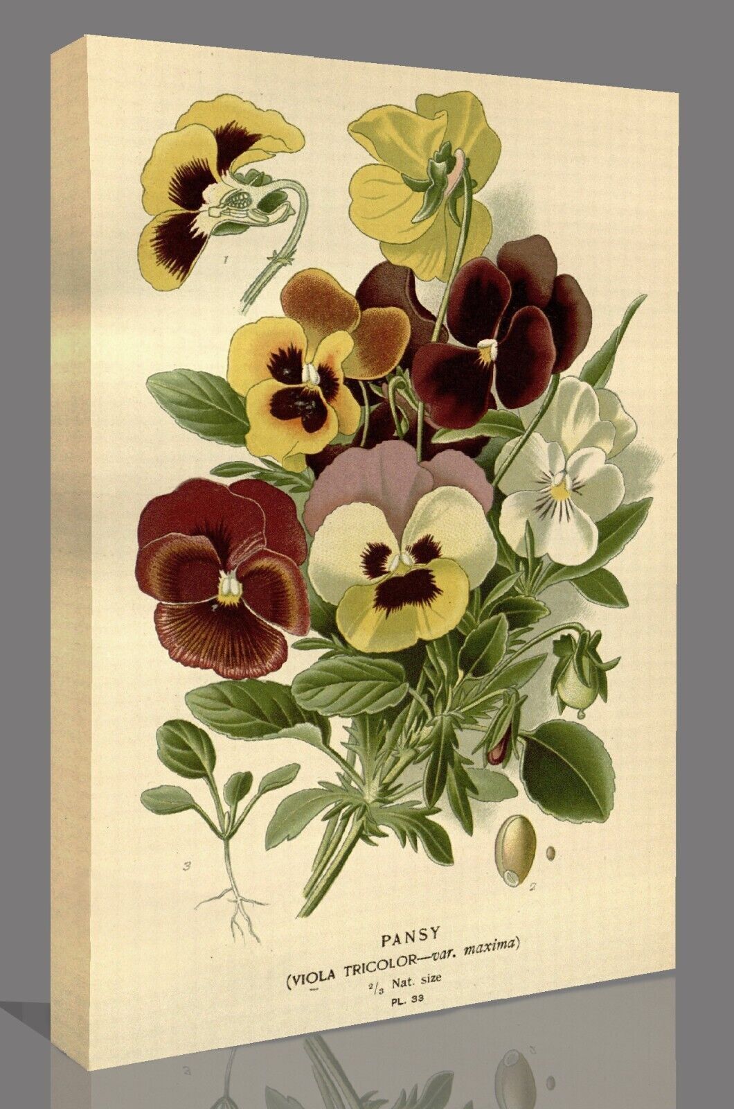 Vintage Pansy Floral Flowers Illustration CANVAS WALL ART Picture Print