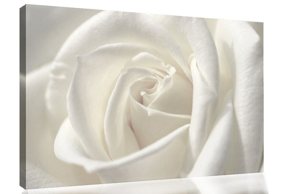 White single rose flower Canvas Wall Art Picture Print - All Sizes