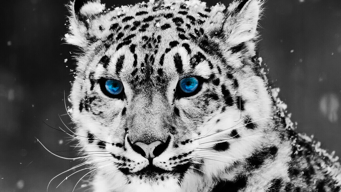 Blue Eyed Black & White Snow Leopard CANVAS WALL ART Picture Print