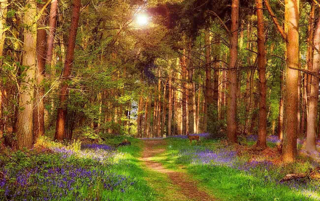 Sunny Forest Landscape - Premium Canvas Wall Art Picture Print - A0 A1 and more