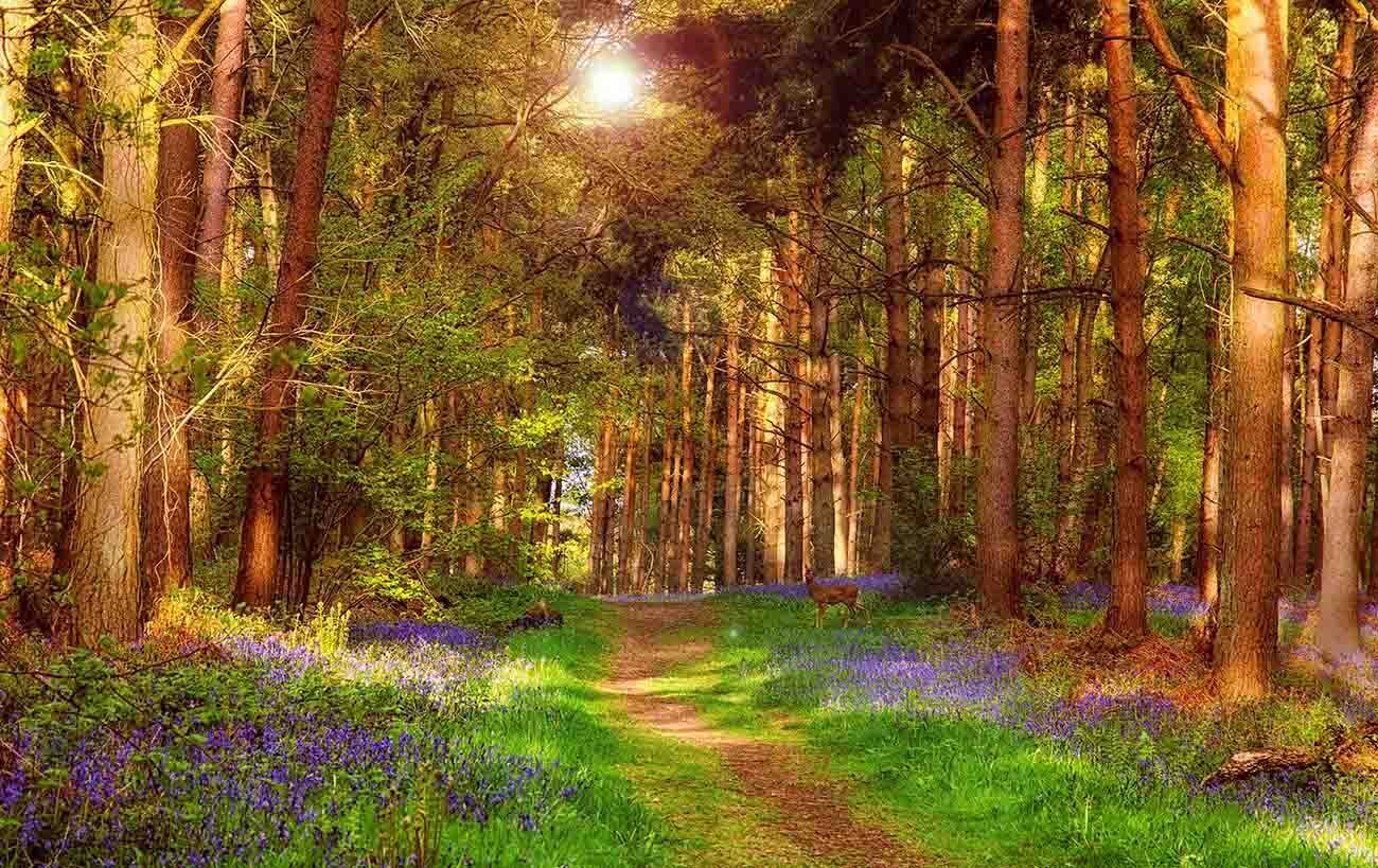 Sunny Forest Landscape - Premium Canvas Wall Art Picture Print - A0 A1 and more