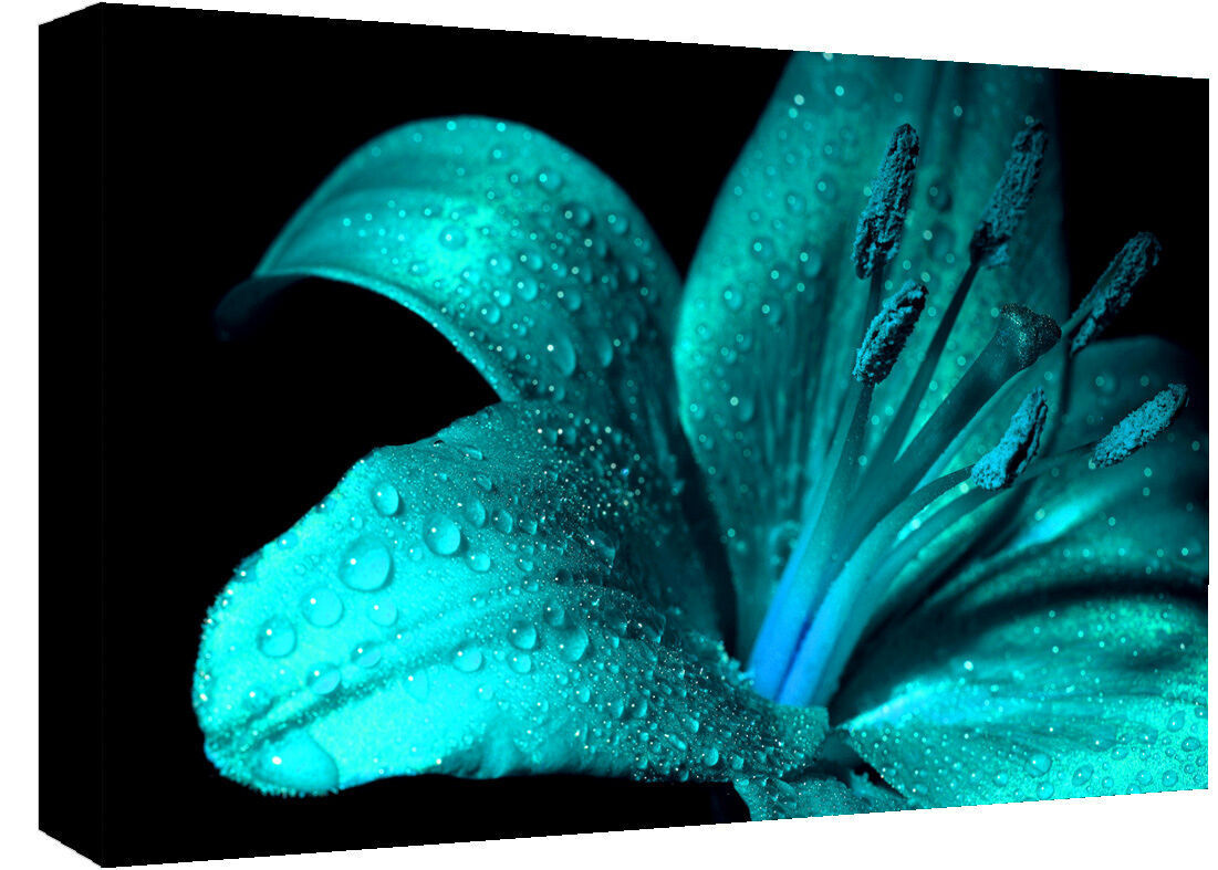 Turquoise Lily Flower Canvas Wall Art Picture Print- A4, A1, A2 sizes