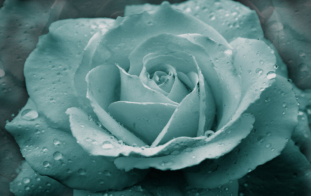 Duck Egg Blue Rose with Raindrops Canvas Wall Art Print A1 A2 A0 A4 - No02