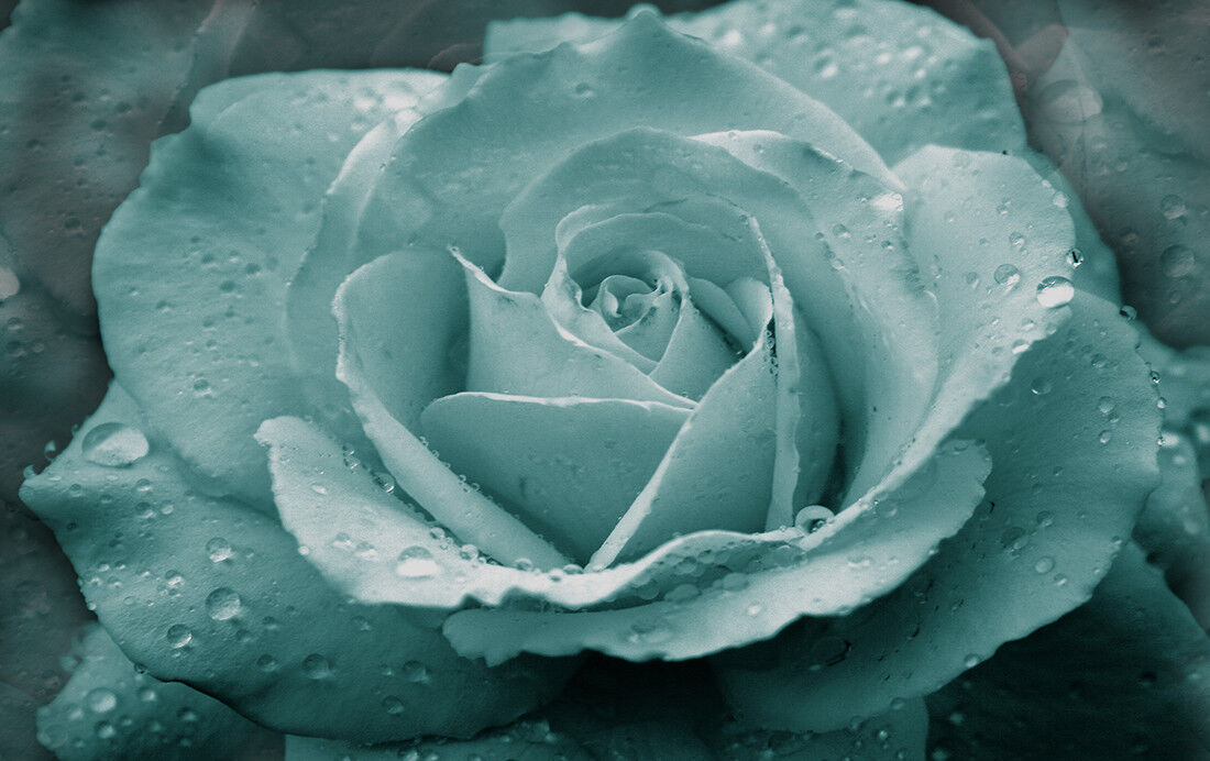 Duck Egg Blue Rose with Raindrops Canvas Wall Art Print A1 A2 A0 A4 - No02