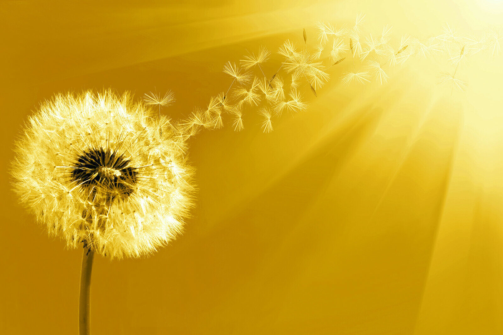 Yellow / Mustard Dandelion Blowing into Sunlight Canvas Wall Art Picture Print