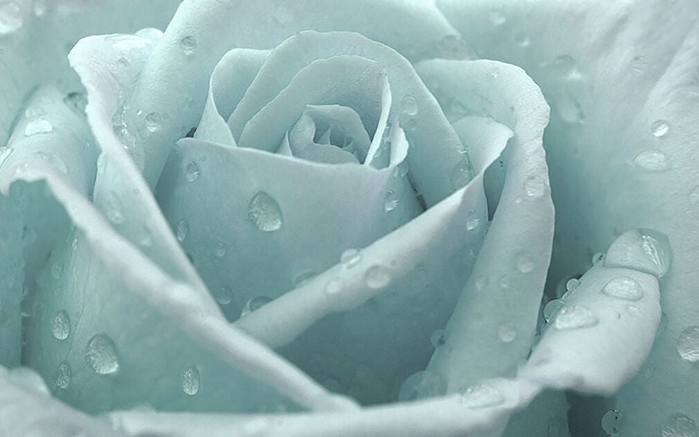 Duck Egg Blue Rose with Raindrops Canvas Wall Art Print 100% cotton A1 A2 A0 A4