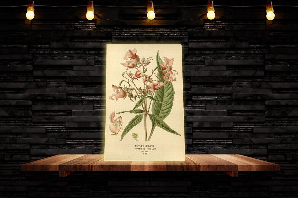 Vintage Royles Balsam Floral Flowers Illustration CANVAS WALL ART Picture Print