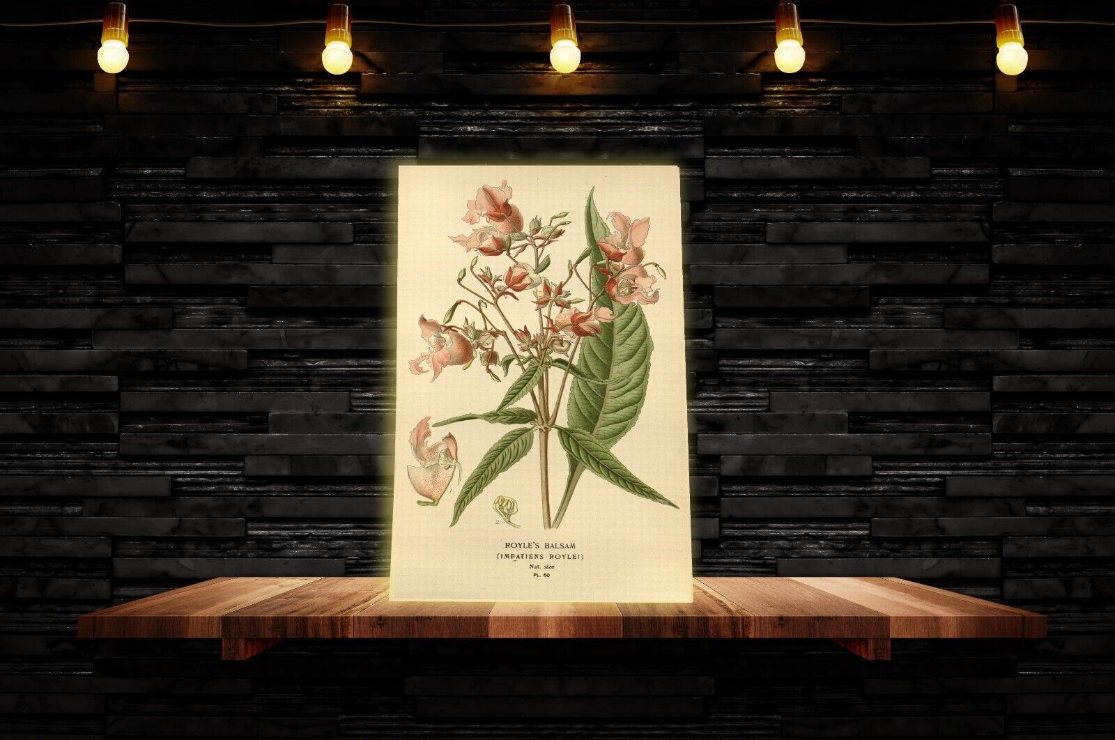 Vintage Royles Balsam Floral Flowers Illustration CANVAS WALL ART Picture Print