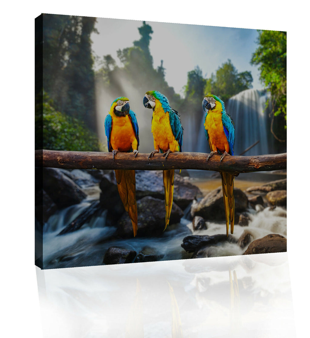 Colourful Parrots Macaws Cotton Canvas Wall Art Picture Print