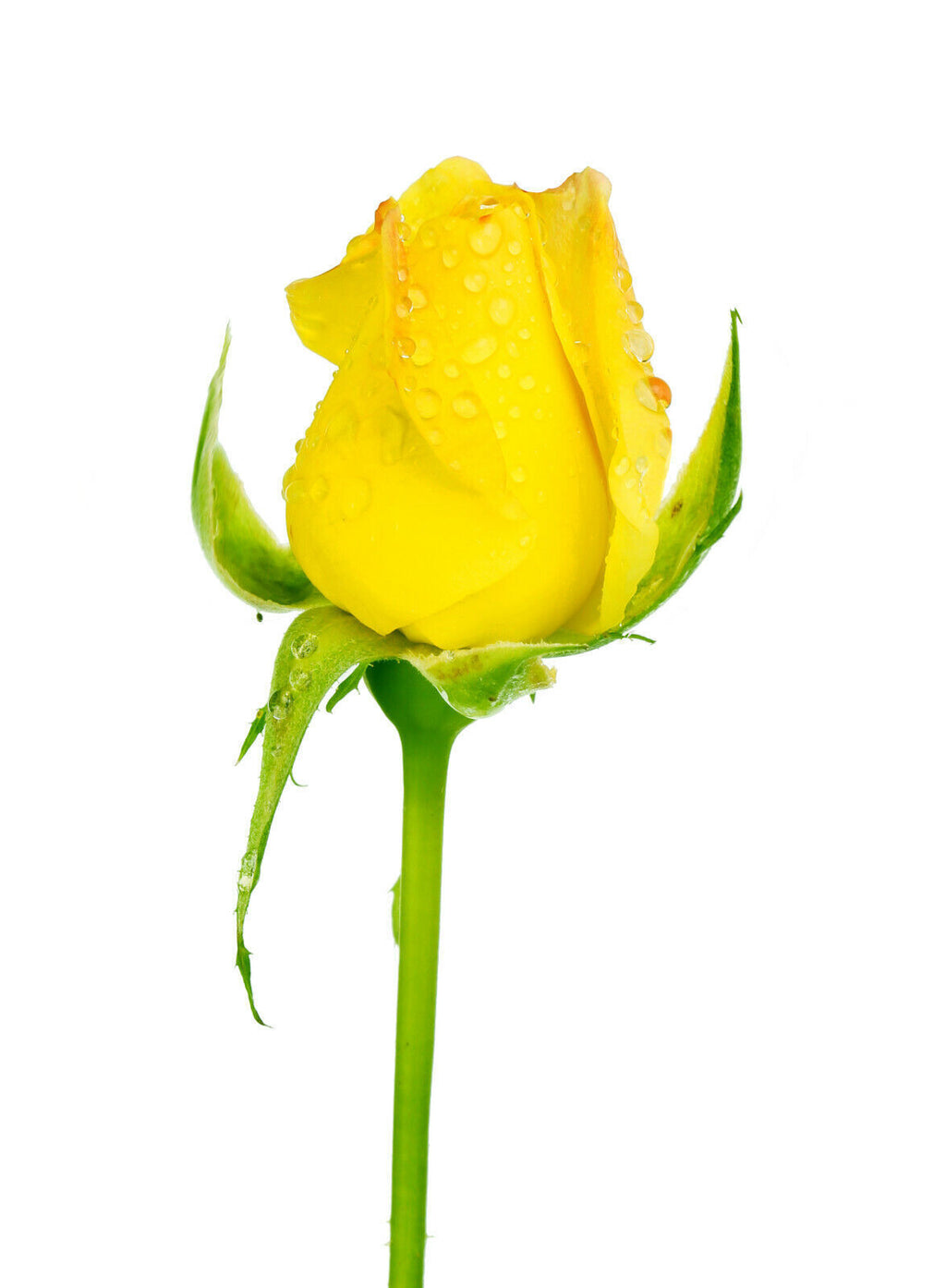 Single Yellow Rose Bud Flower Canvas Wall Art Picture Print - Portrait