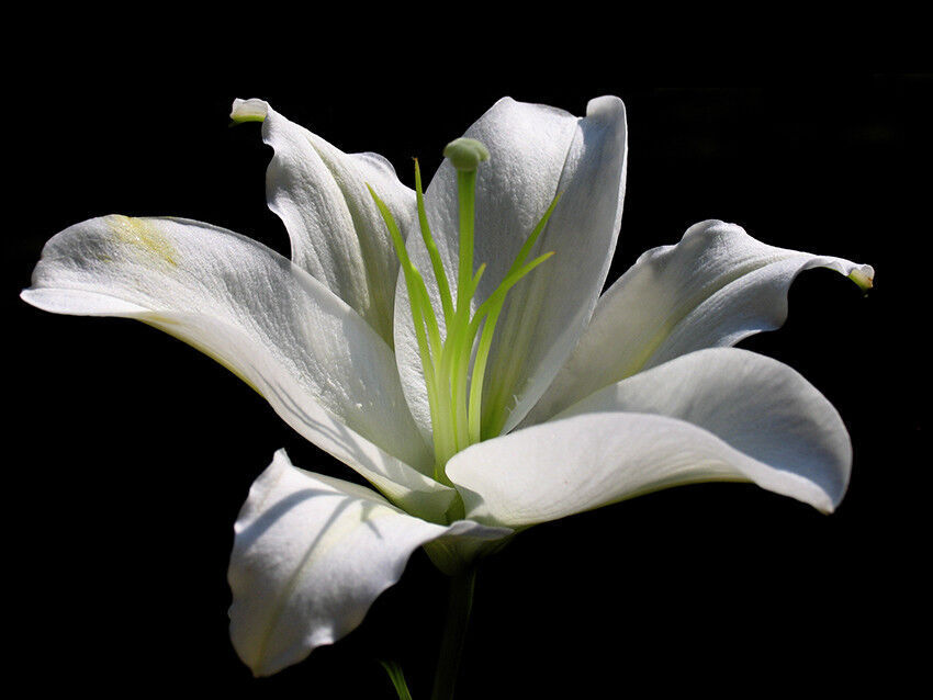 White Lily Flower - Cotton Canvas Wall Art Picture Print - ALL SIZES