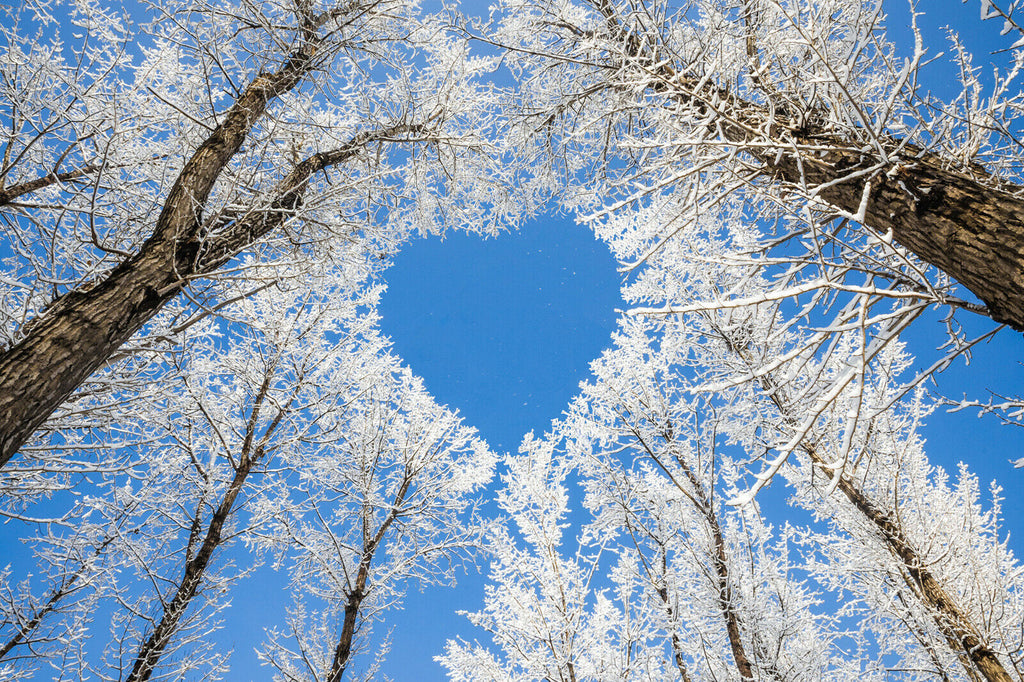Blue heart forest landscape CANVAS WALL ART PRINT PICTURE ARTWORK