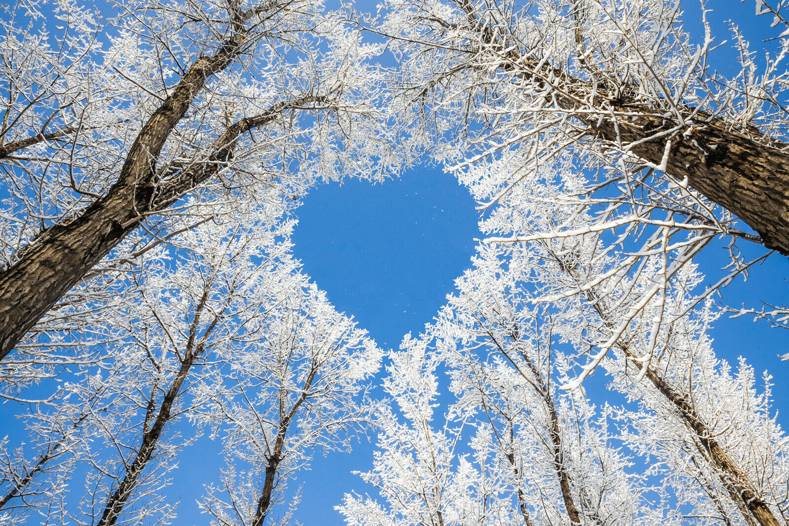 Blue heart forest landscape CANVAS WALL ART PRINT PICTURE ARTWORK