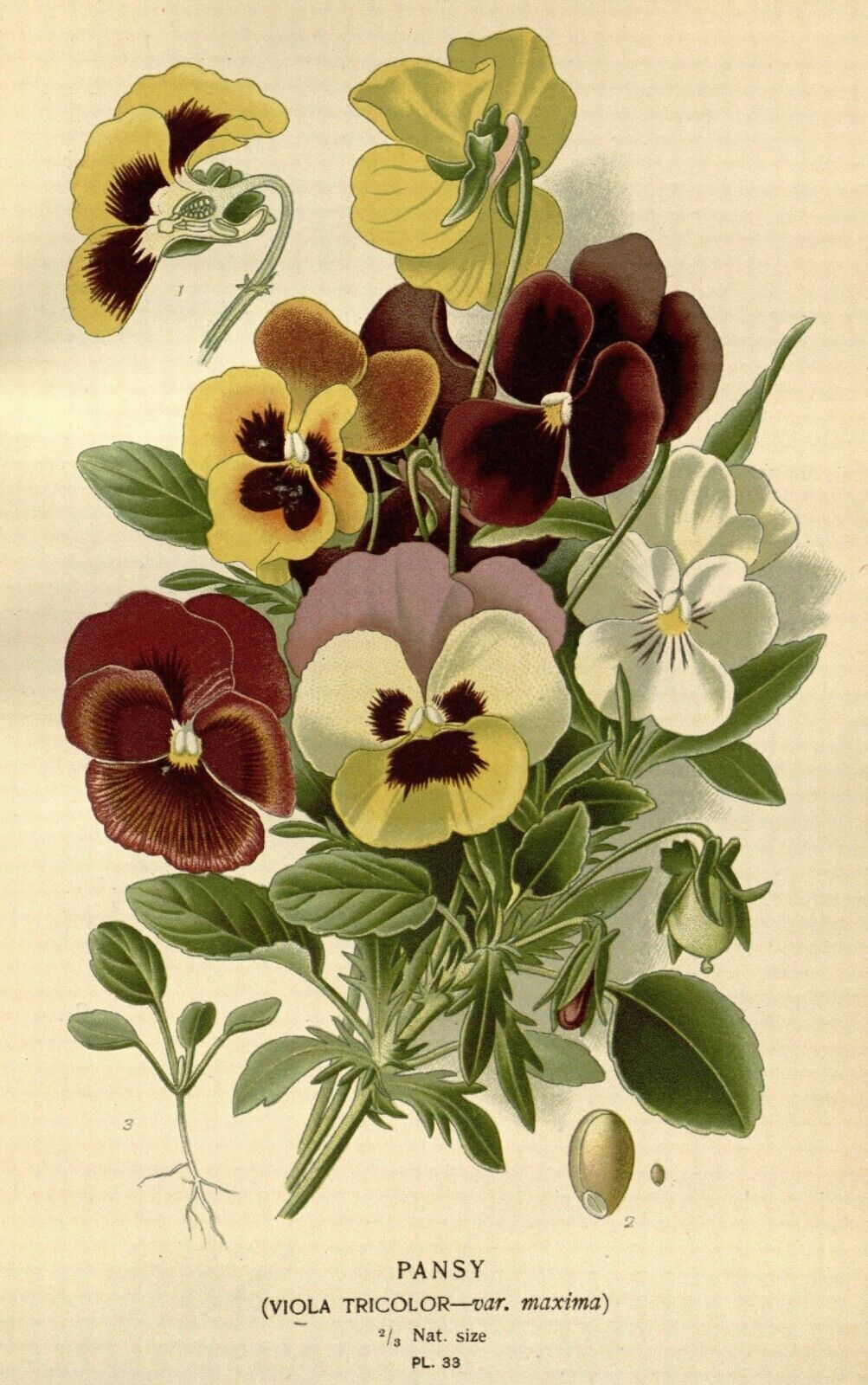 Vintage Pansy Floral Flowers Illustration CANVAS WALL ART Picture Print