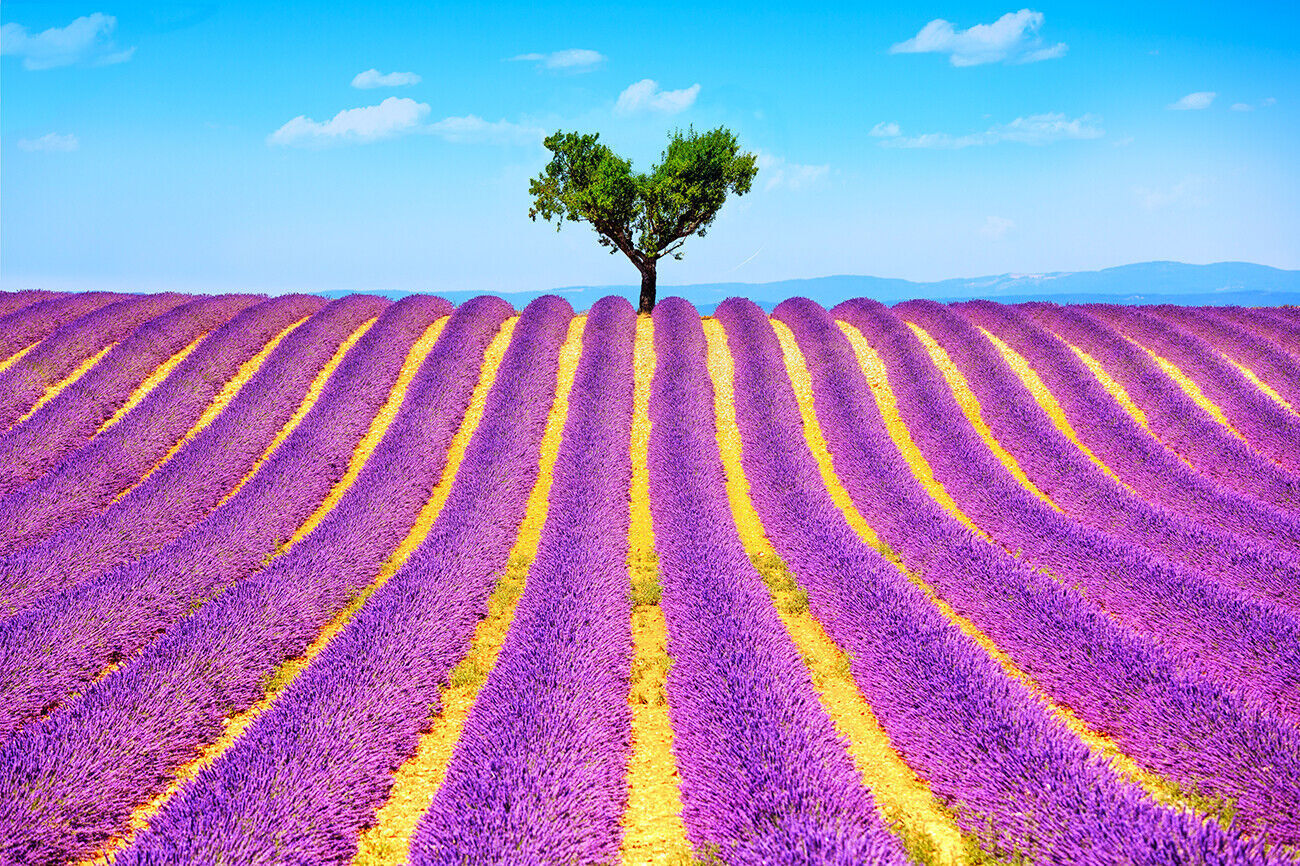 Lonely Tree in Purple Lavender Field Canvas Wall Art Picture Print