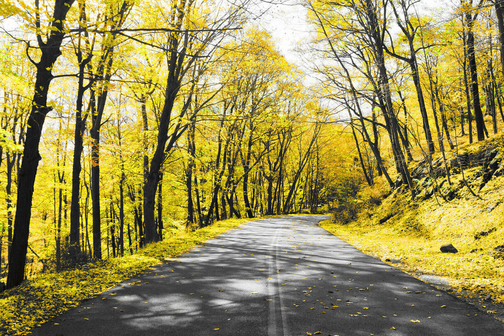 Yellow Trees Lined Road Landscape Canvas Wall Art Picture Print - ALL SIZES