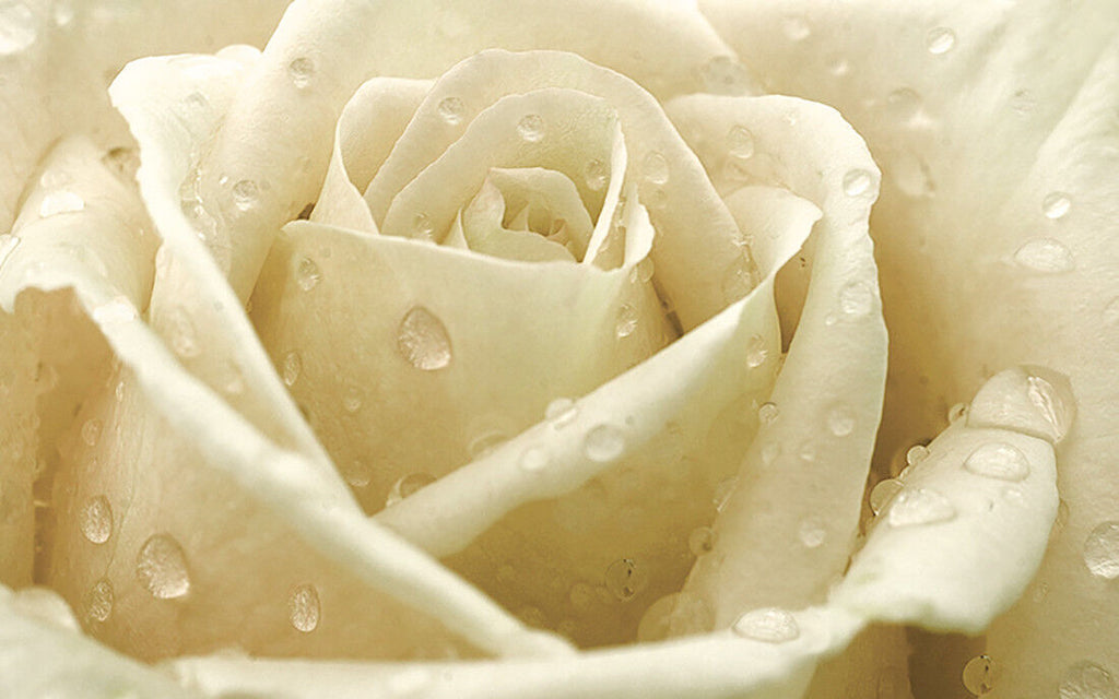 Cream Rose with Raindrops Canvas Wall Art Print 100% cotton A1, A2, A0 +