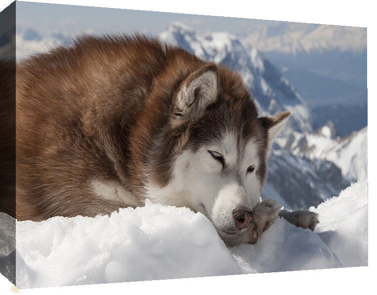 Alaskan Puppy Dog in Snow Cotton Canvas Wall Art Picture Print A1, A2, A0