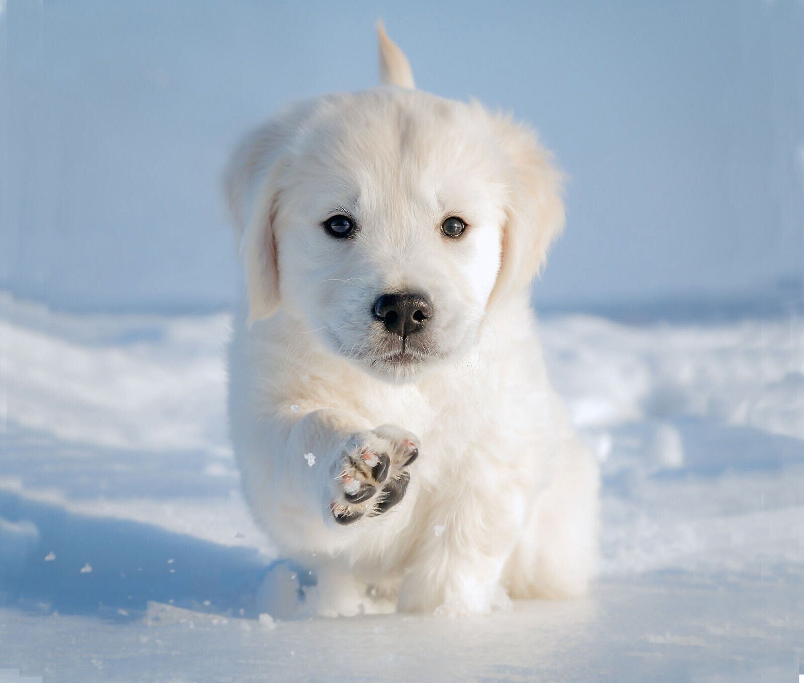 Cute Puppy in Snow Winter Canvas Wall Art Picture Print