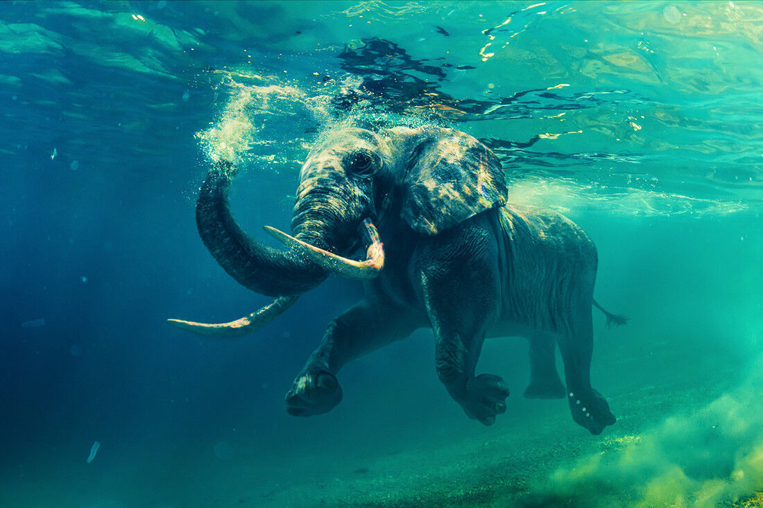 Swimming Elephant Animal in Sea CANVAS WALL ART Picture Print All sizes