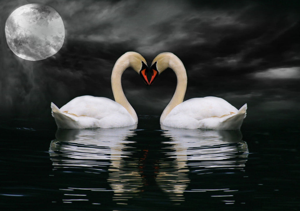 Swans in Moonlight -  Animal  CANVAS WALL ART Picture Print