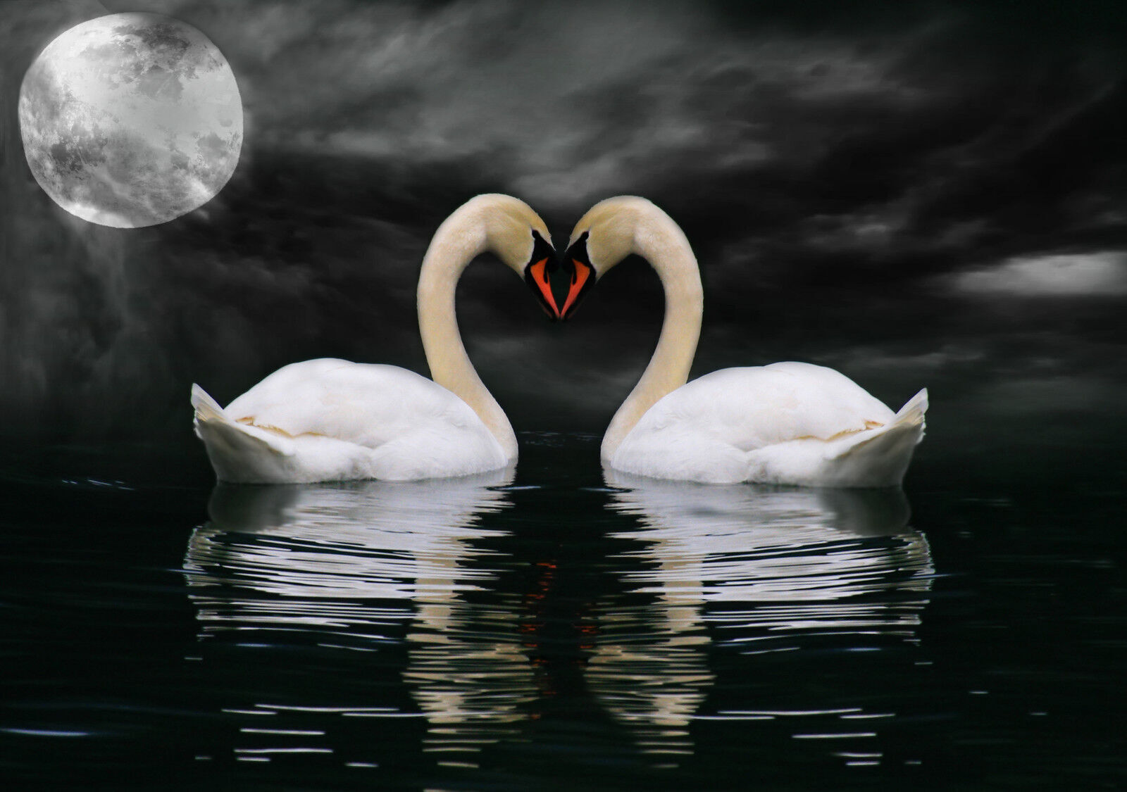 Swans in Moonlight -  Animal  CANVAS WALL ART Picture Print