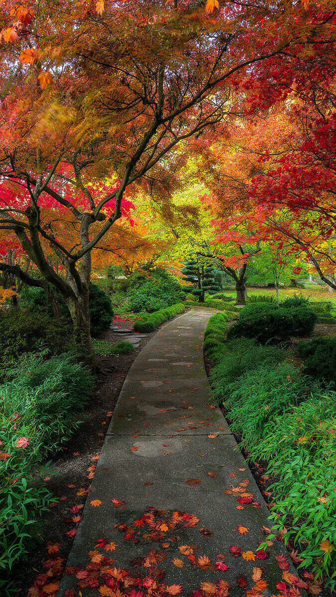 Autumn Trees Walkway Cotton Canvas Wall Art Picture Print- ALL SIZES
