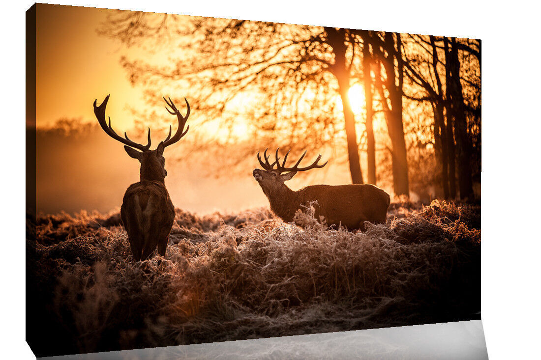 Stag Deer Sunset Autumn Forest Canvas Wall Art Animal Picture Print