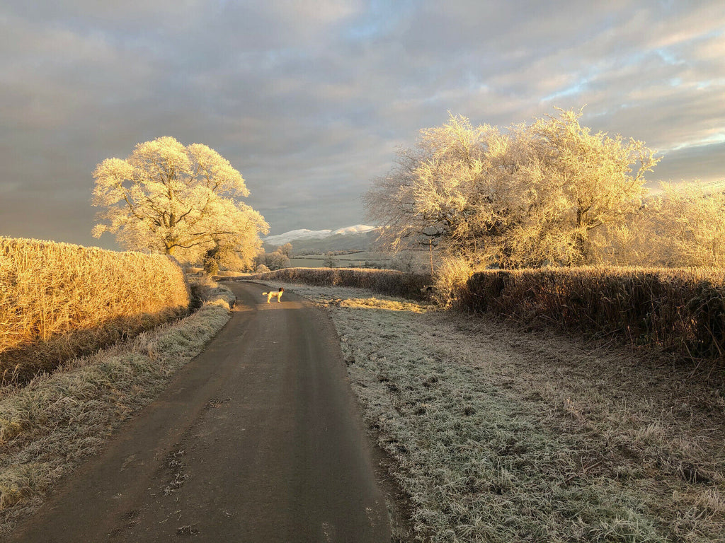 Dog on Cold Winters Lane Landscape Canvas Wall Art Picture Print