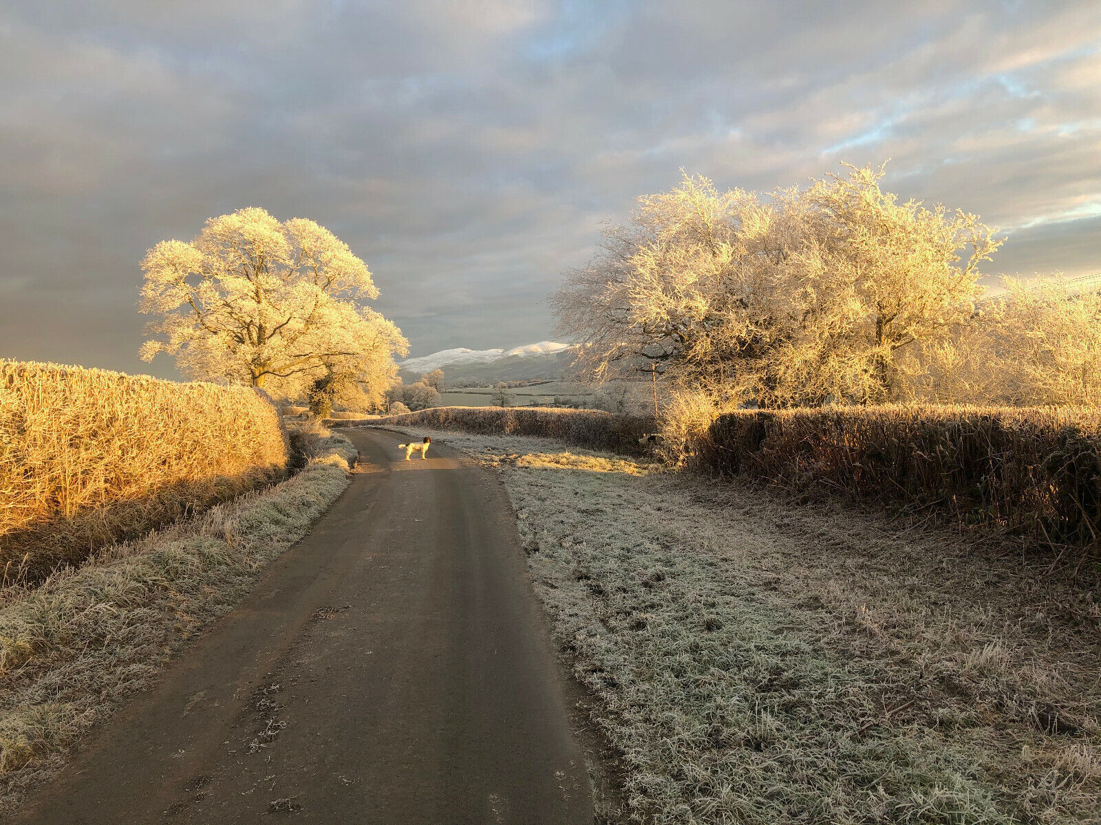 Dog on Cold Winters Lane Landscape Canvas Wall Art Picture Print