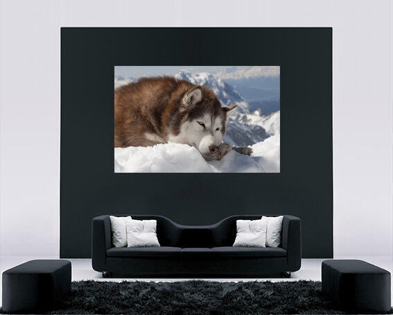 Alaskan Puppy Dog in Snow Cotton Canvas Wall Art Picture Print A1, A2, A0
