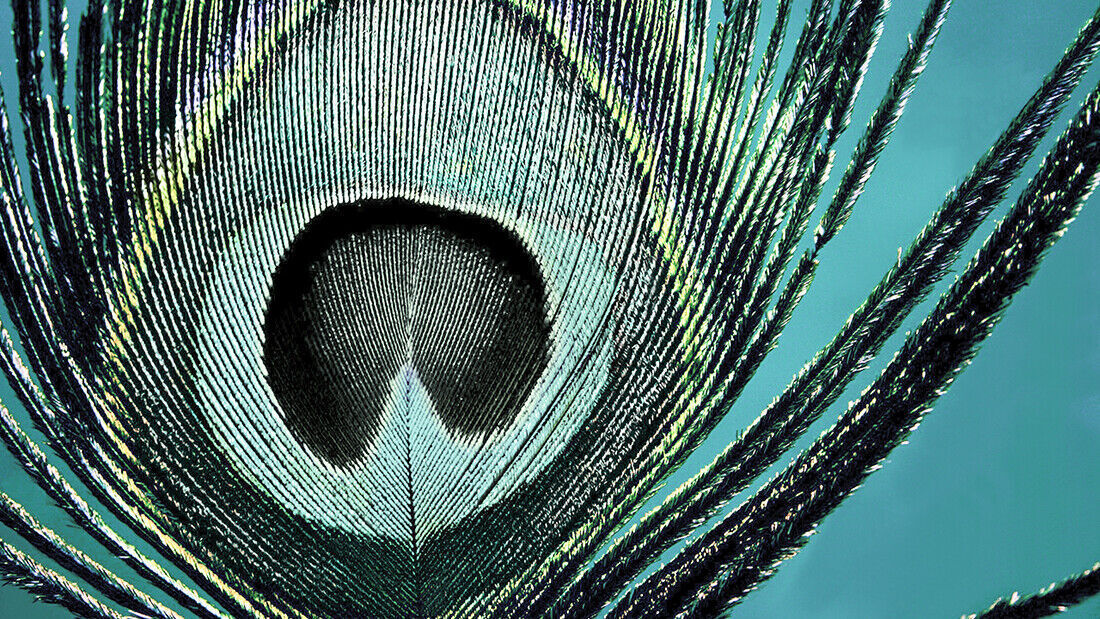 Abstract Peacock DUCK EGG BLUE CANVAS WALL ART Picture Print - All sizes