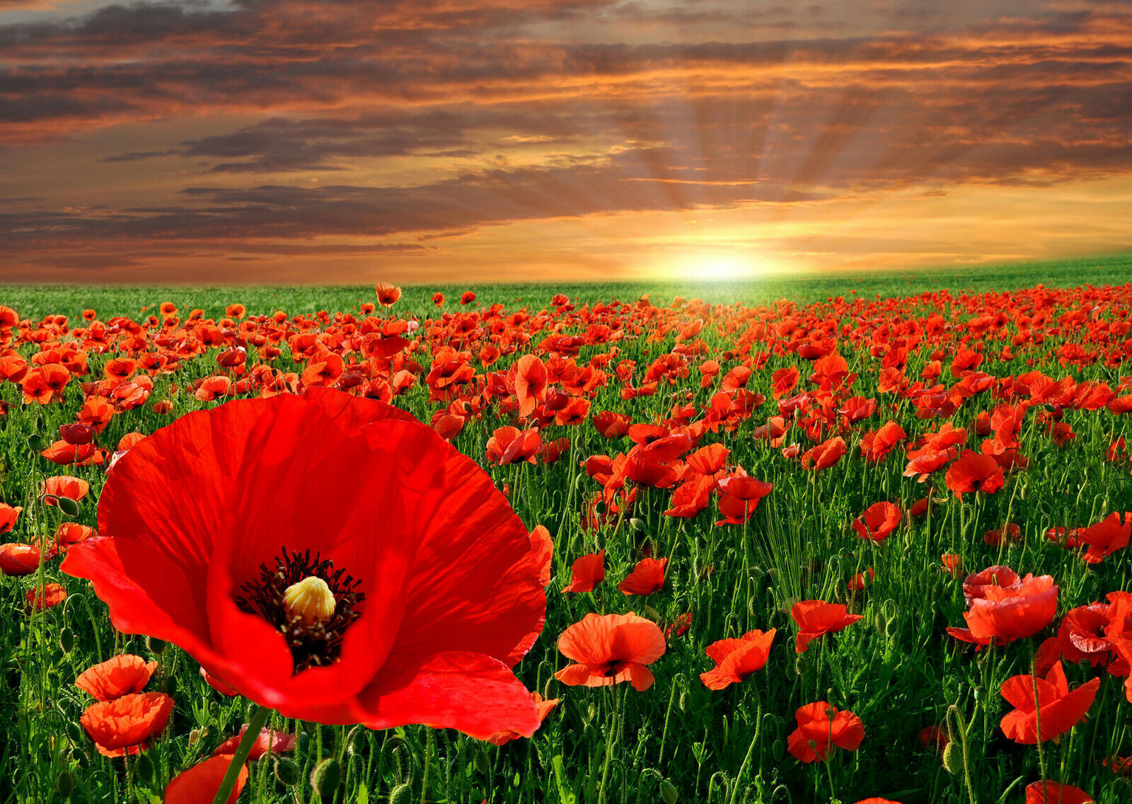 Red Poppy Flowers Field Landscape Canvas Wall Art Picture Print