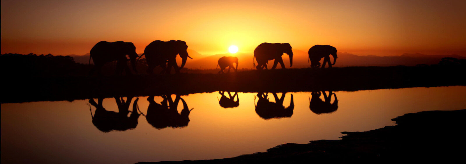 Large Elephants Sunrise - Cotton Canvas Wall Art Picture Print 170cm x 60cm