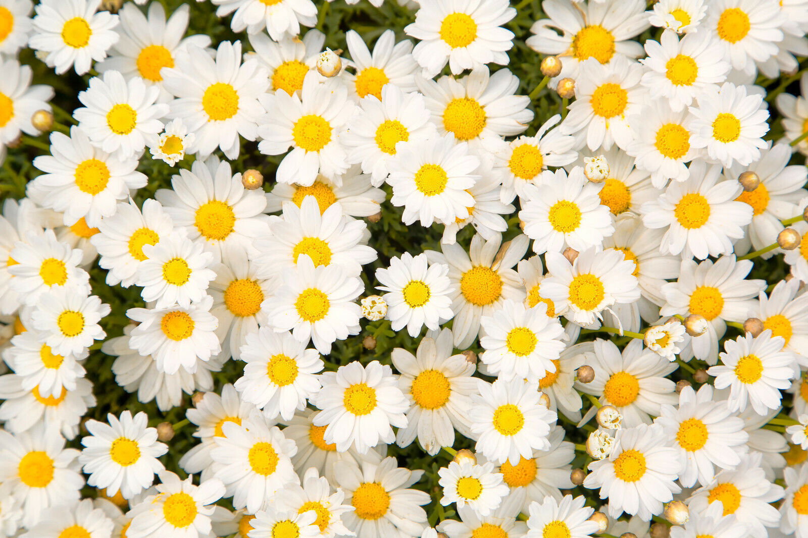 Daisy Meadow Flowers Canvas Wall Art Picture Print Artwork  - Yellow and white