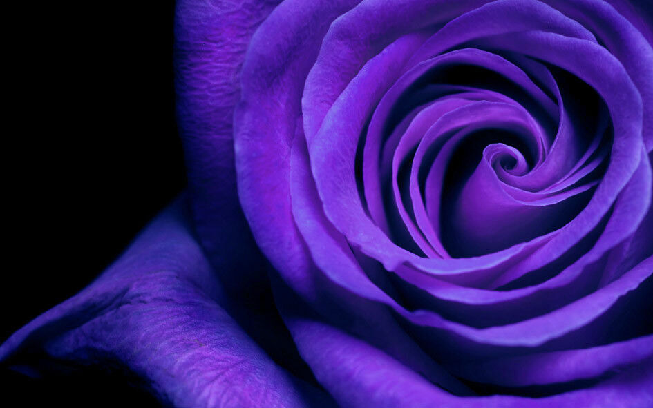 LARGE PURPLE ROSE FLOWER FLORAL CANVAS PICTURE WALL ART PRINT A1 34" X 20"