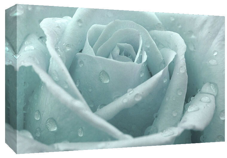 Duck Egg Blue Rose with Raindrops Canvas Wall Art Print 100% cotton A1 A2 A0 A4