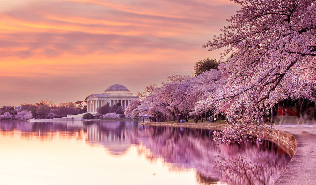 Cherry Blossom Festival in Washington, D.C USA Canvas Wall Art Picture Print