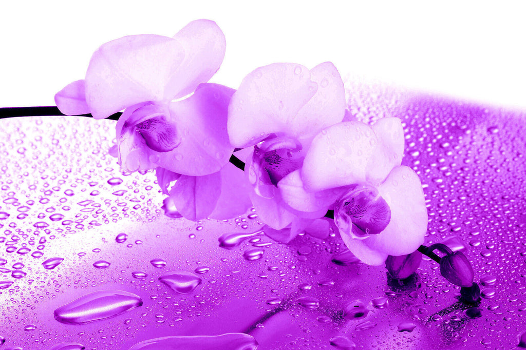 Purple Orchid Floral Canvas Wall Art Picture Print - ALL SIZES