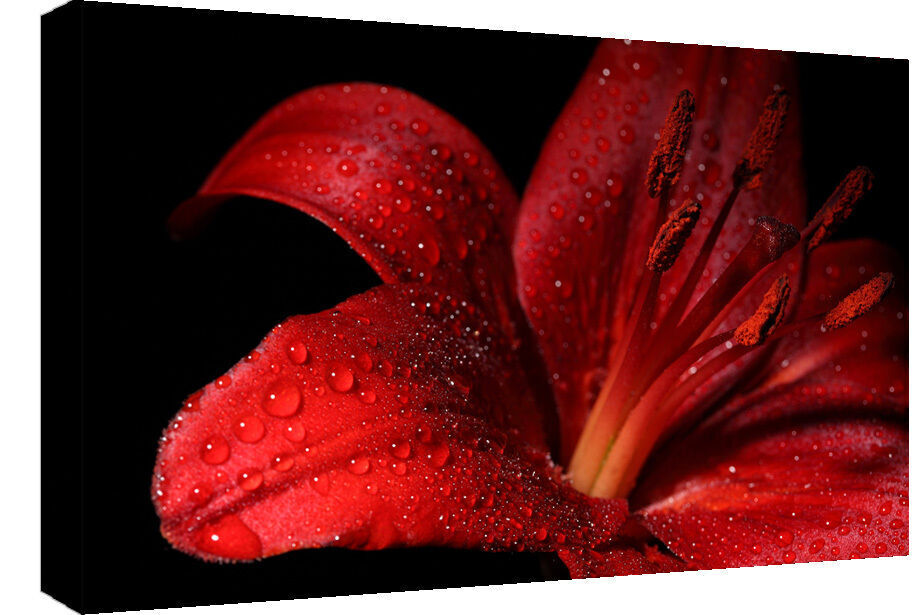 Red Lily Flower Floral Canvas Wall Art Picture Print- A1, A2 sizes