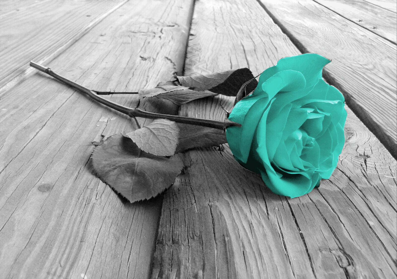 Large Duck Egg Blue and Grey Rose Flower Canvas Wall Art Picture Print