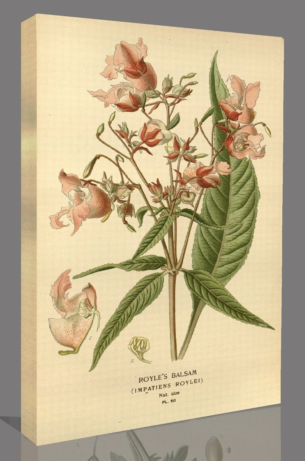 Vintage Royles Balsam Floral Flowers Illustration CANVAS WALL ART Picture Print