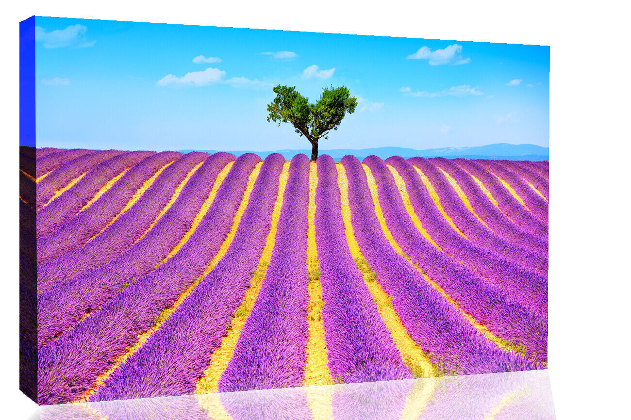 Lonely Tree in Purple Lavender Field Canvas Wall Art Picture Print