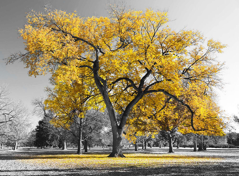 Large Yellow Leaves Black White Tree Nature Canvas Wall Art Picture Print