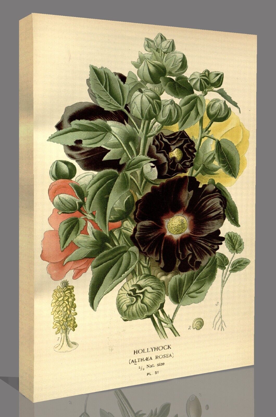 Vintage Hollyhock Floral Flowers Illustration CANVAS WALL ART Picture Print