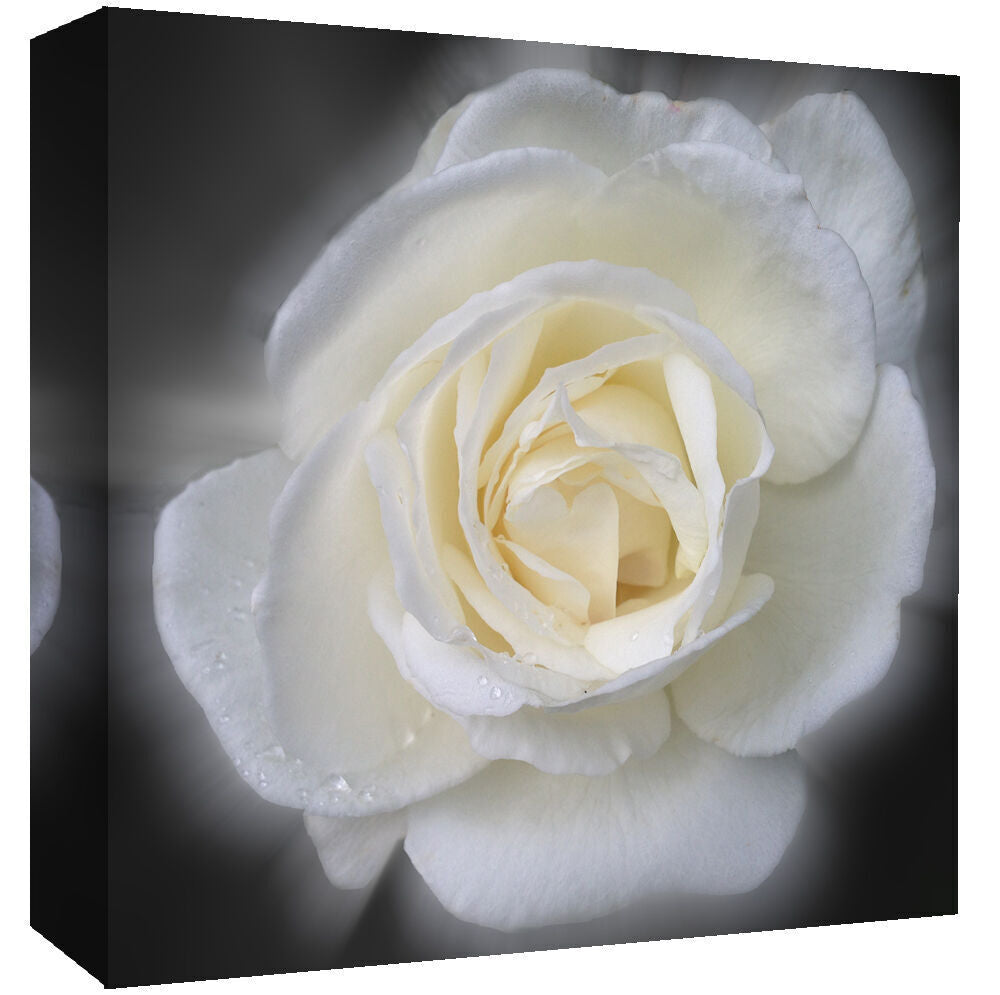 Stunning White Floral Rose Flower Canvas Wall Art Picture Print - All sizes