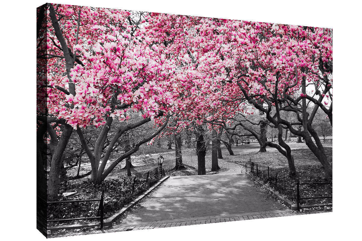 Black & White Wall Art Pink Blossoms Trees Canvas Wall Art Picture Print
